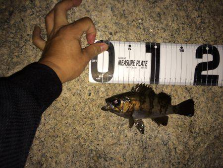 フロートandプラッキング