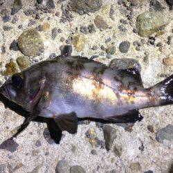 狙った獲物は逃がさない！