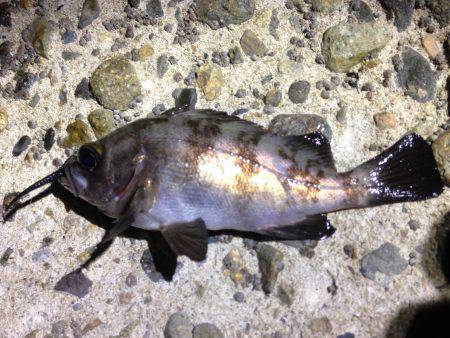 狙った獲物は逃がさない！