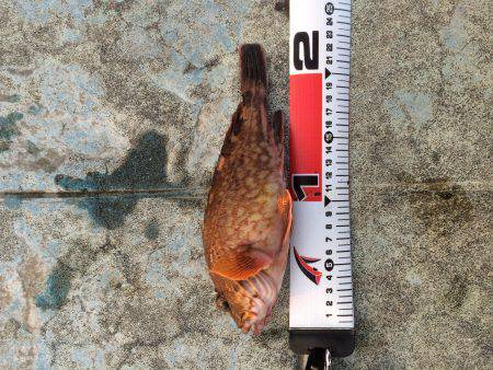 スーパーライトショアジギング？