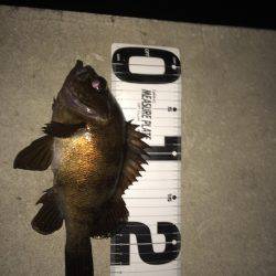 ナイスメバル！