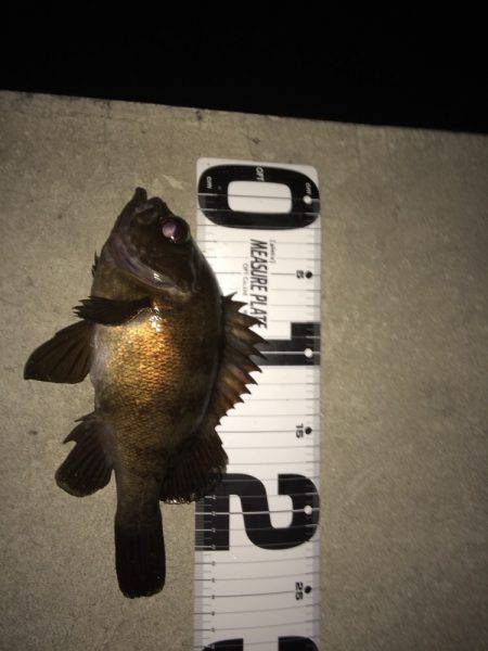 ナイスメバル！