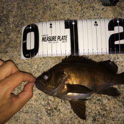 グッドメバル！