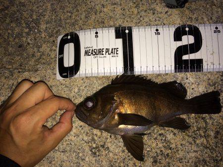 グッドメバル！