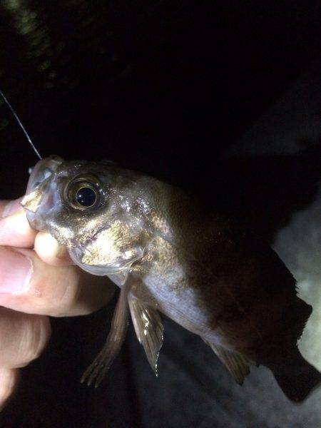 メバル君とガシラ君