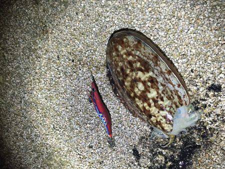 甲イカ3杯ゲット