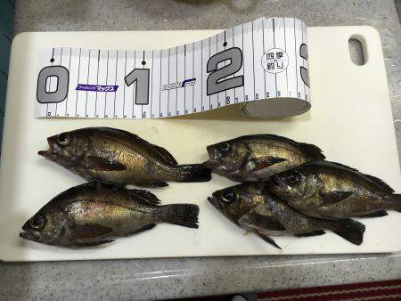 エビ撒きでハネがほしかったんですが