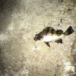 メバル夜釣り