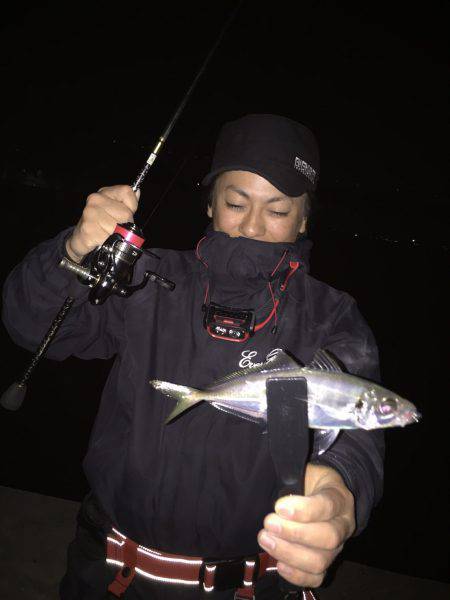 淡路島アジング