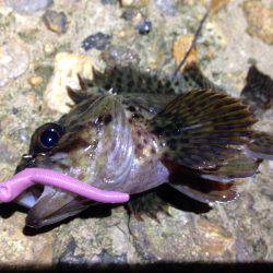 調子良く釣れてましたよ！