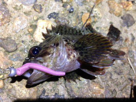 調子良く釣れてましたよ！