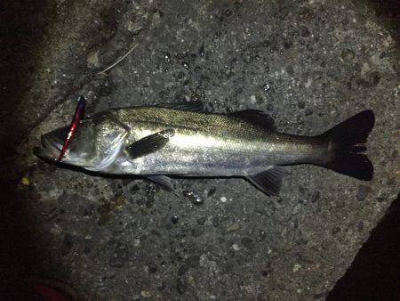 バチシー激アツ！！