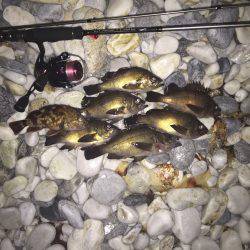 やっと釣れました