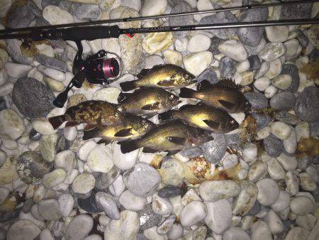 やっと釣れました