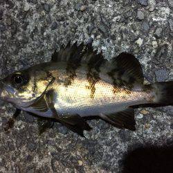 シーバス釣れず…