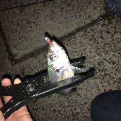 淡路島アジング！