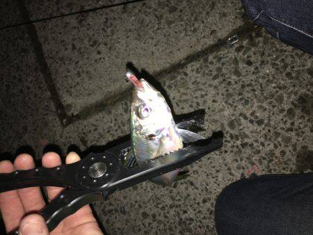 淡路島アジング！