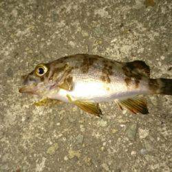 タコからのメバル