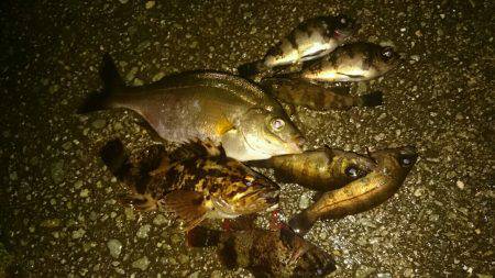 メバリング絶好調