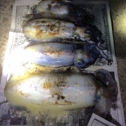 デカイカゲットぉ～～！