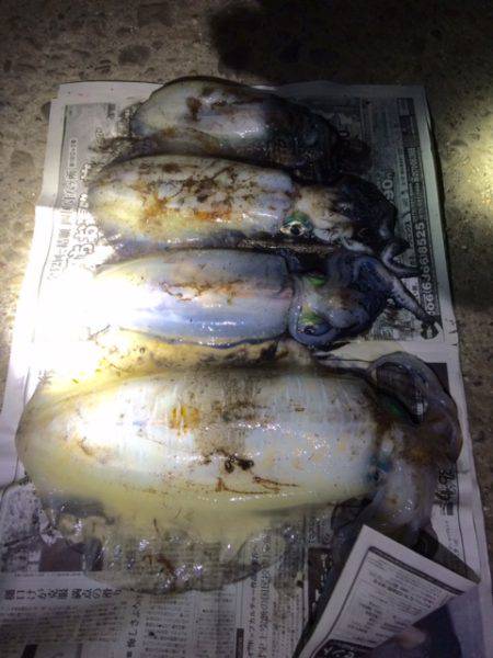 デカイカゲットぉ～～！