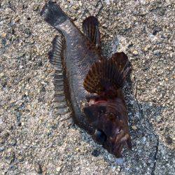 朝一ロックフィッシュ狩り