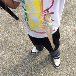 波止からちょい投げ釣り