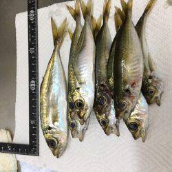 夕まづめメバリング アジング