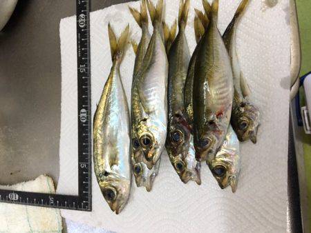 夕まづめメバリング アジング