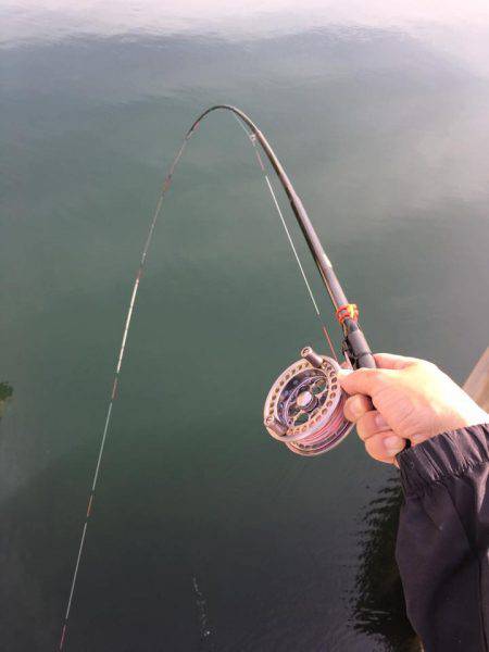 落とし込みでキビレ