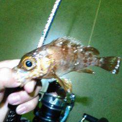 メバルげっとん