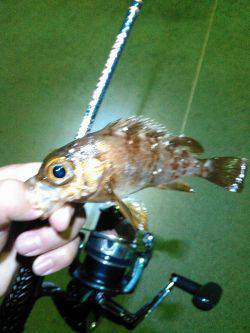 メバルげっとん