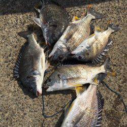 落とし込みでキビレ祭り