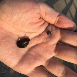 今日も落とし込みでキビレ