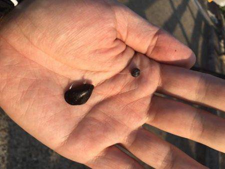 今日も落とし込みでキビレ