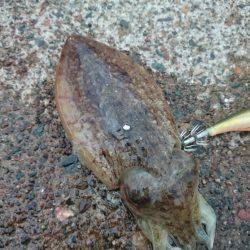 雨後のコウイカエギング