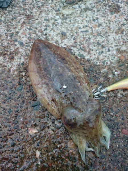 雨後のコウイカエギング