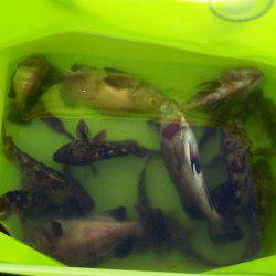 娘、義父と根魚GET！！