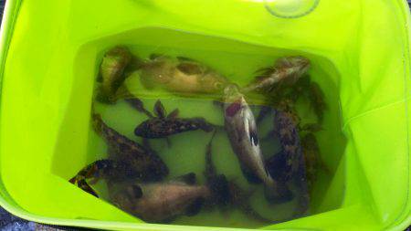 娘、義父と根魚GET！！