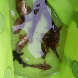 根魚GET!!3日連続(笑)