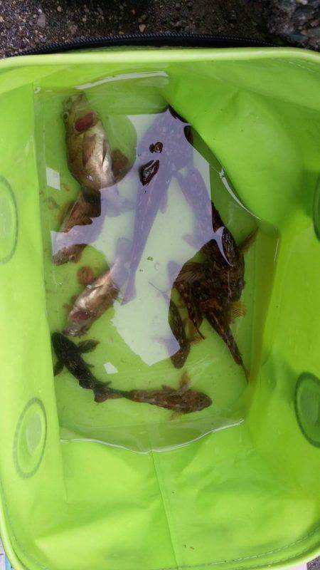 根魚GET!!3日連続(笑)