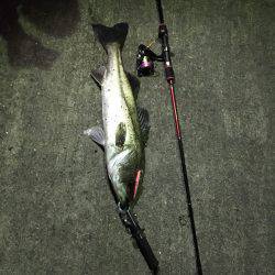 バチ抜け初の70