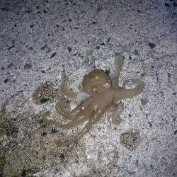 甲イカを求めてランガン