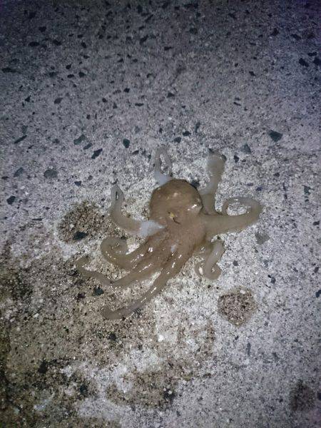 甲イカを求めてランガン