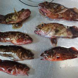 ガシリングからブラクリ