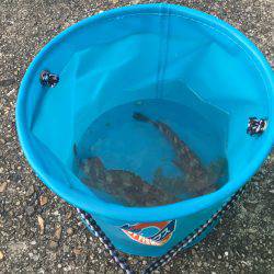 リトライ☆アジを探しに！