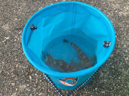 リトライ☆アジを探しに！