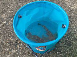 リトライ☆アジを探しに！