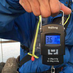 デカイカ・ゲットしました。