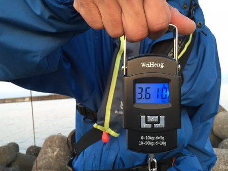 デカイカ・ゲットしました。